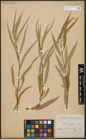 Foto von Salix acmophylla Boiss.